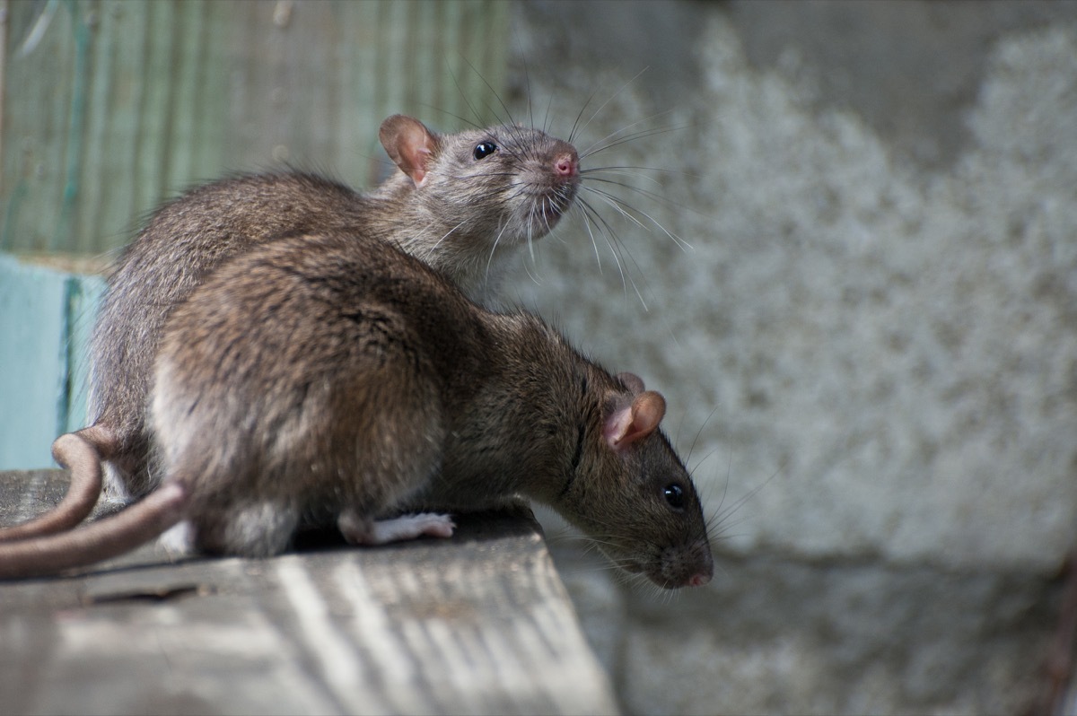 two mice in a house talking to each other