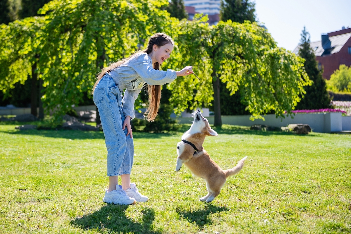 Teenage girl teasing her little corgi while playing with it in park.