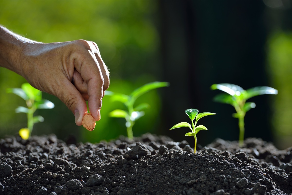 Farmer planting a seed in the soil