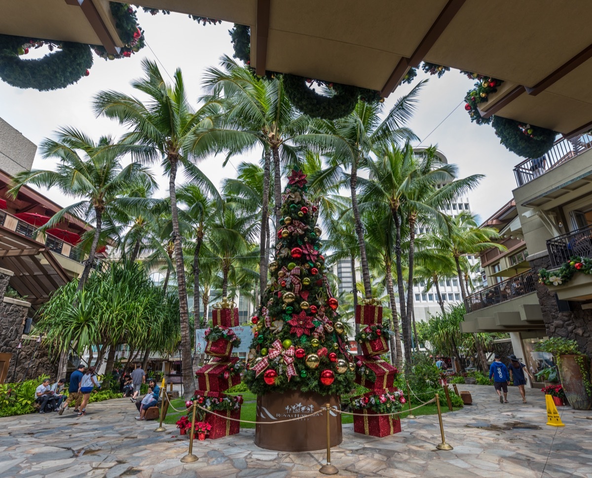 Honolulu Hawaii State Christmas Tree 