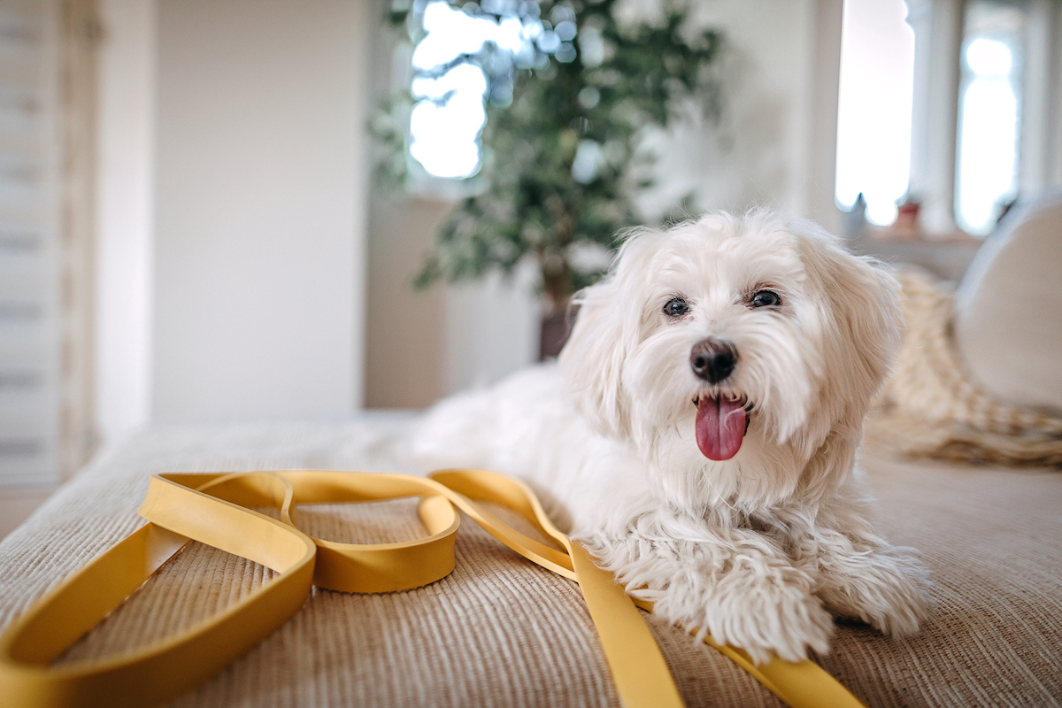 Maltese dog sitting on bed at home with its leash