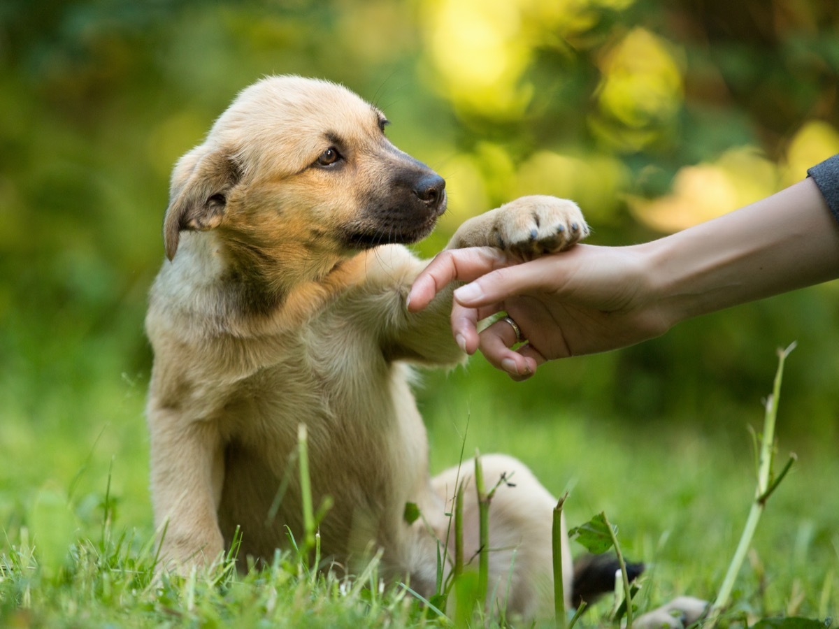 Mutt in Grass