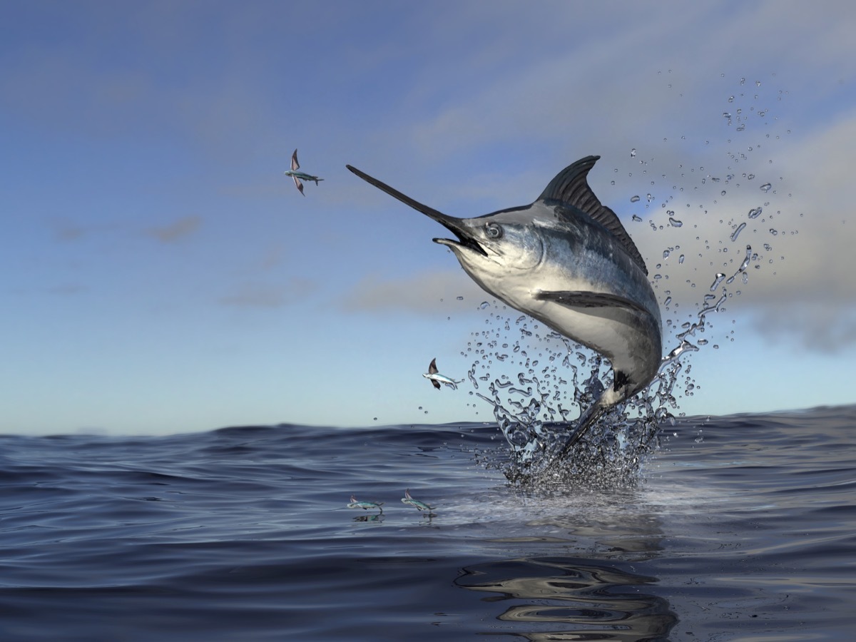 large swordfish on the water