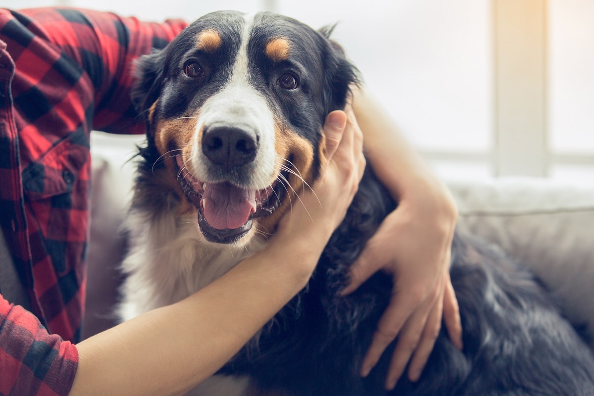 young man with dog at home sitting on the sofa