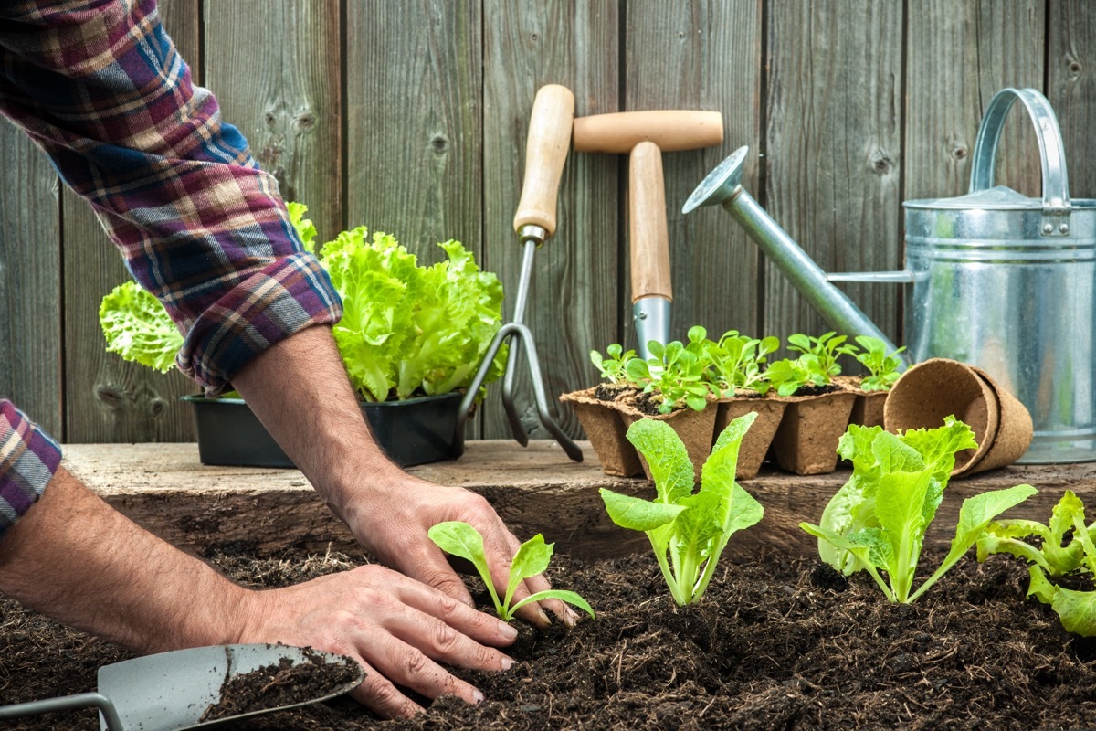 lettuce seedlings in garden