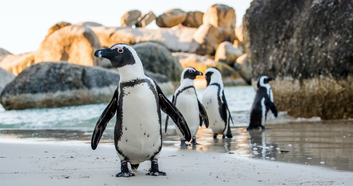 wild african penguins photos of wild penguins