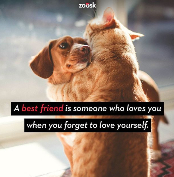 Zoosk pet-friendly companies