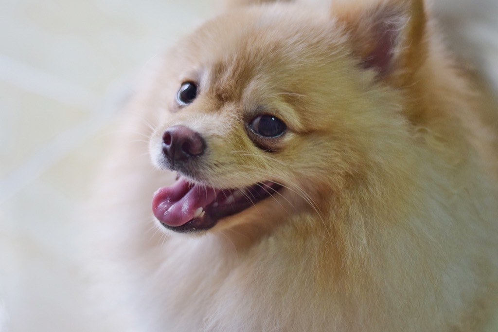 pomeranian dog