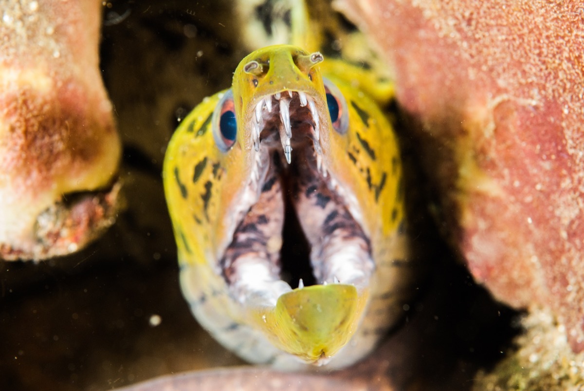 Moray eel