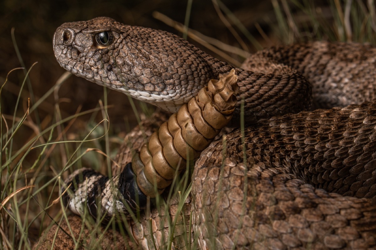 close up of rattlesnake