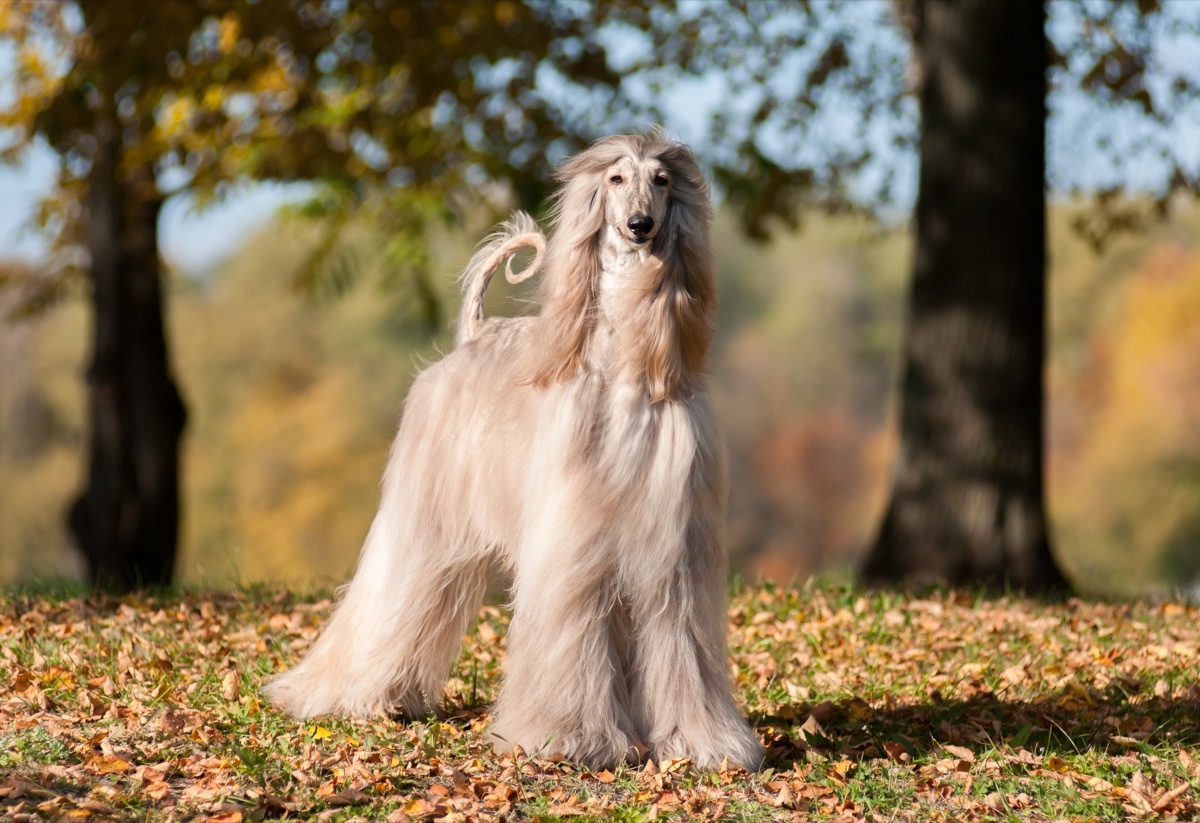 Afghan hound