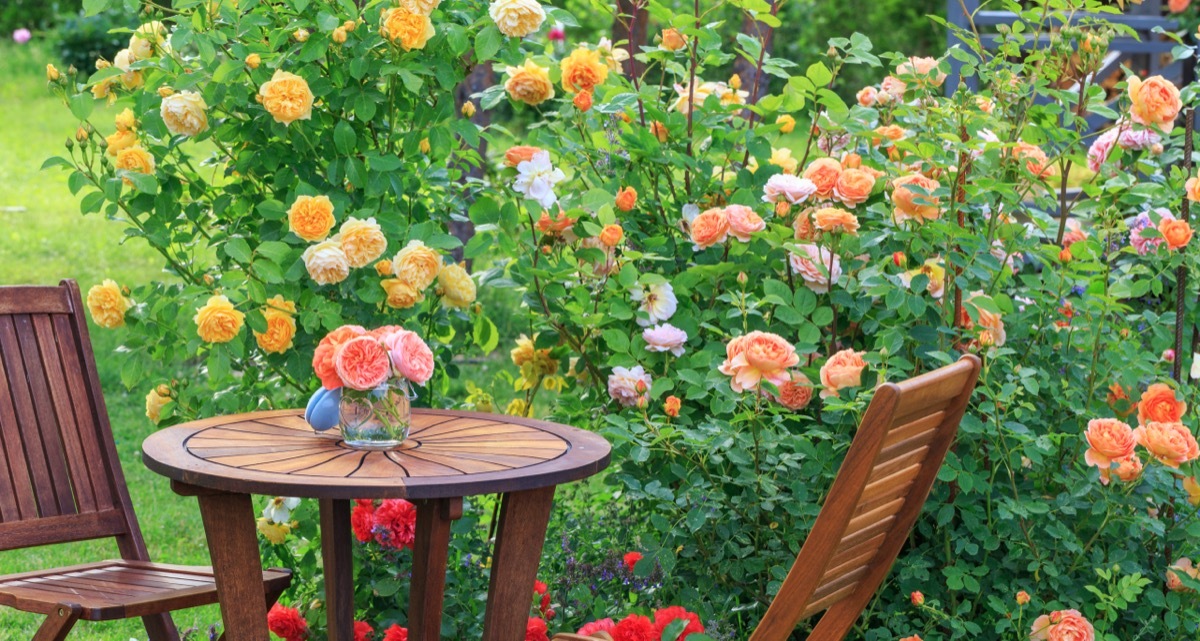 Large Rose Bush in Yard