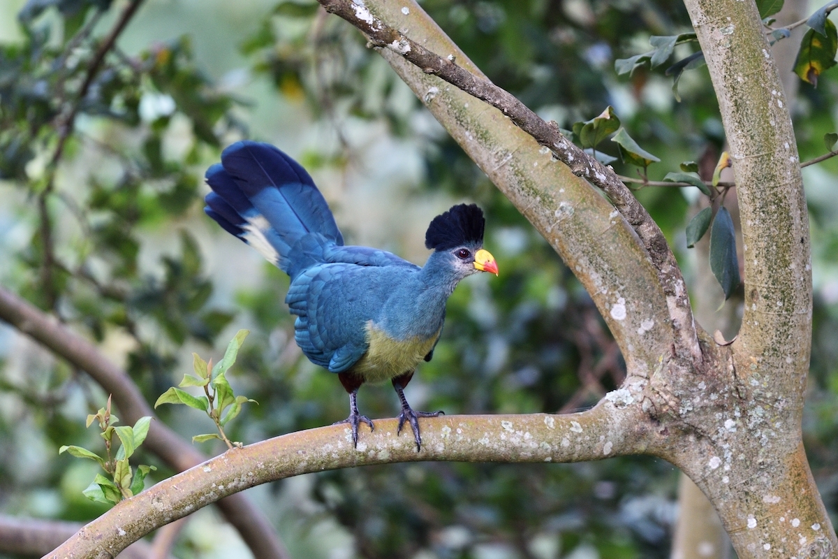 Great blue turaco bird sitting in a tree