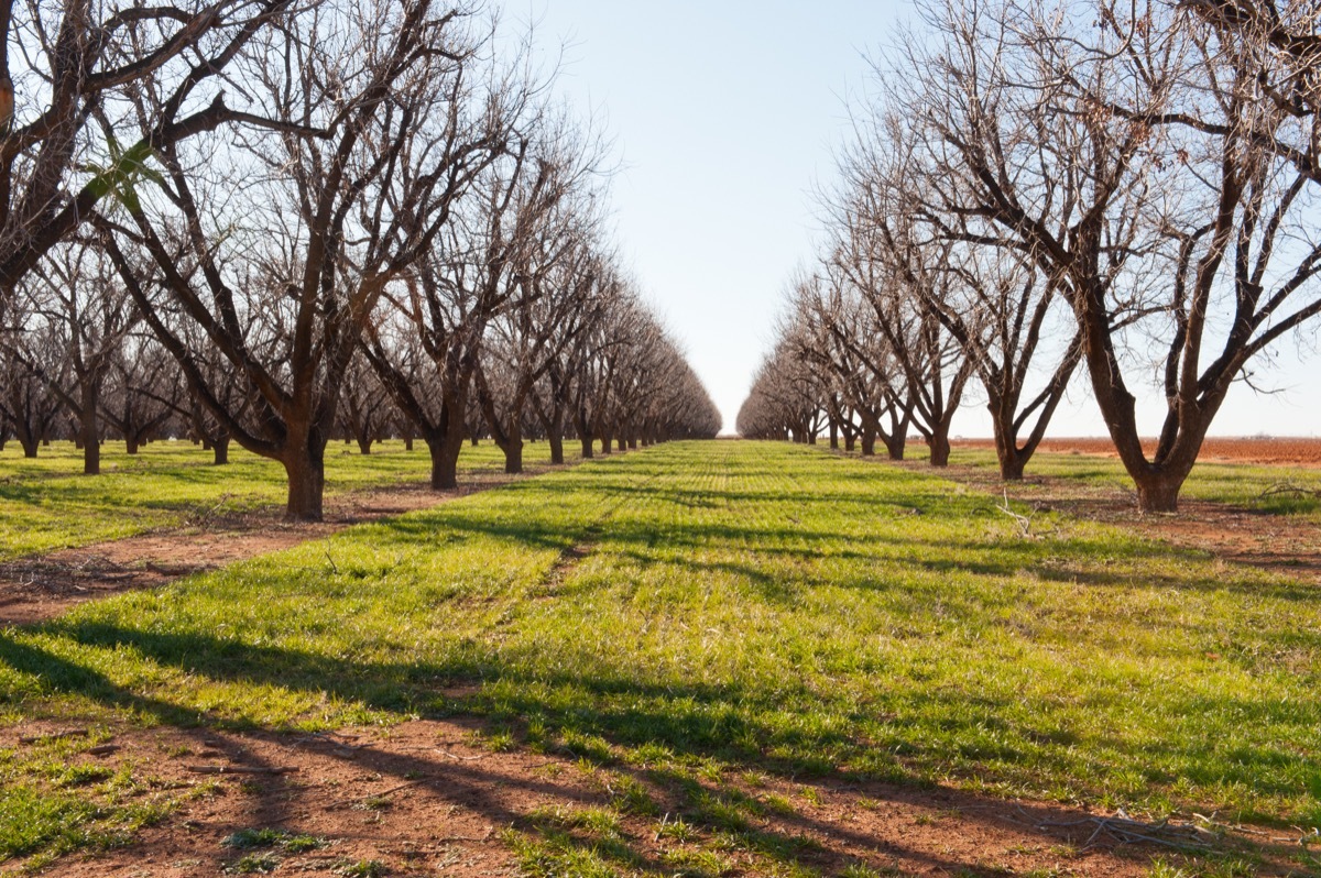 pecan trees in texas