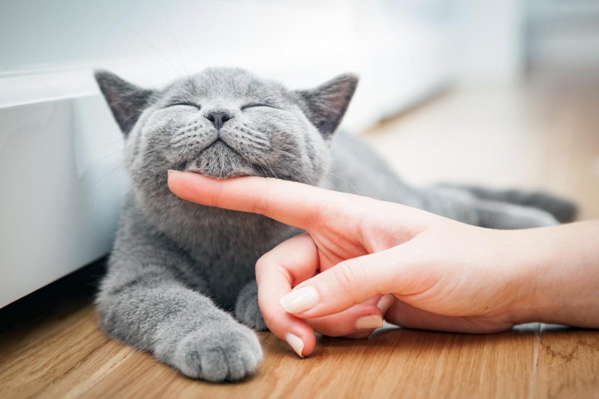 happy kitten being stroked