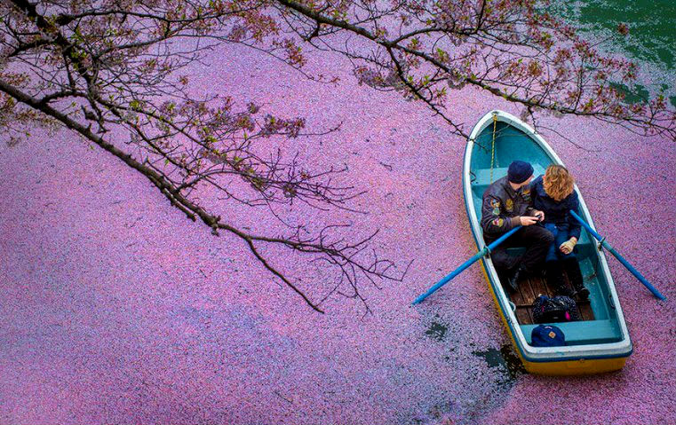 these-photos-of-japanese-cherry-blossoms-are-out-of-this-world-00