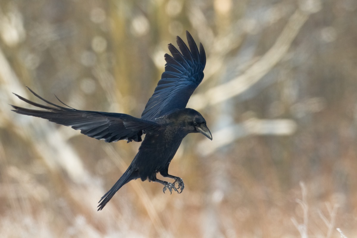 Bird - flying Black Common raven (Corvus corax). Winter. Halloween - Image