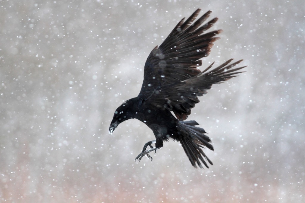 Crow flying, did you know facts