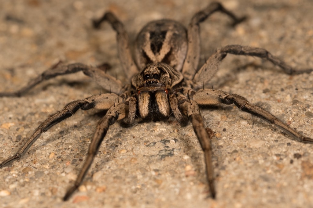 Wolf Spider dangerous bugs in america