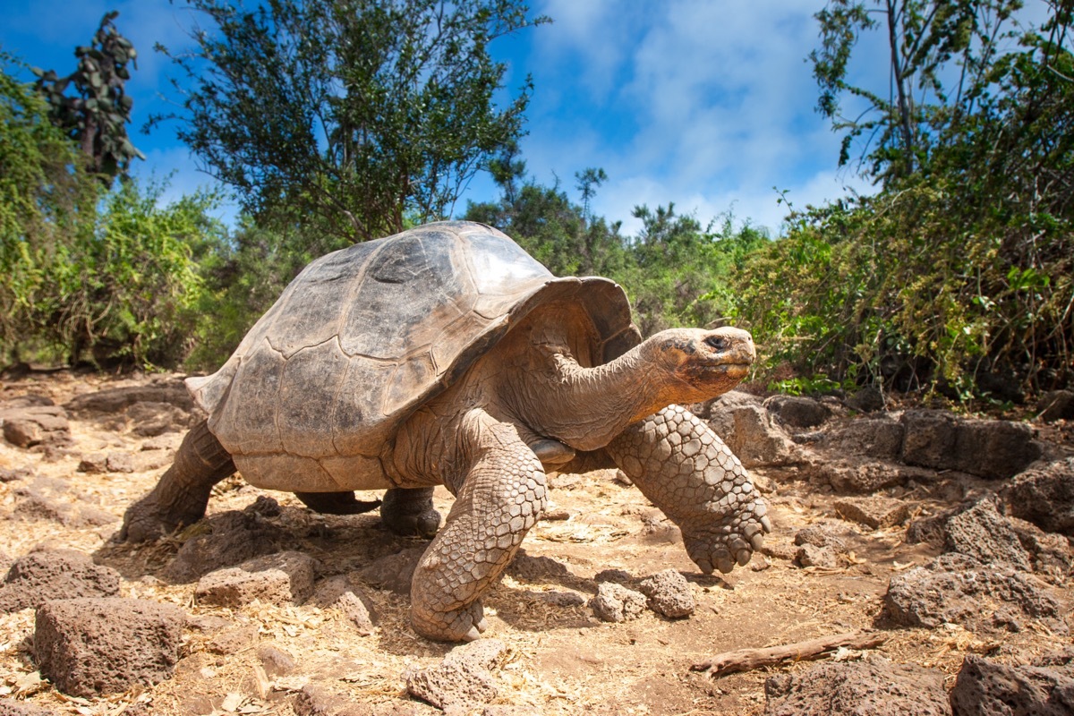 Galapagos tortoise