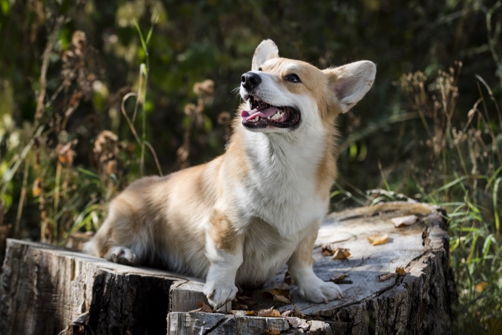 royal corgis