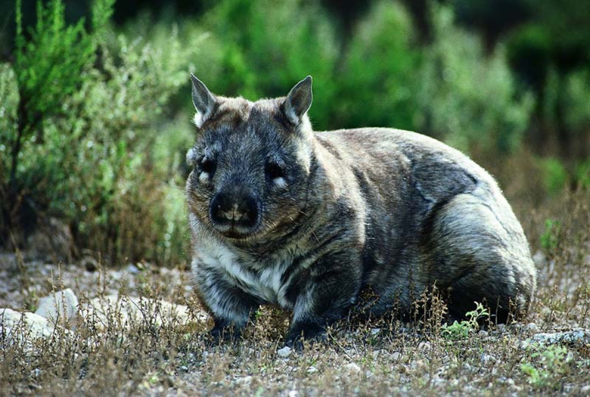 Hairy Nosed Wombat