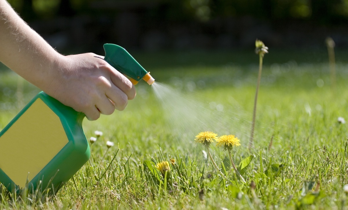 spraying plants