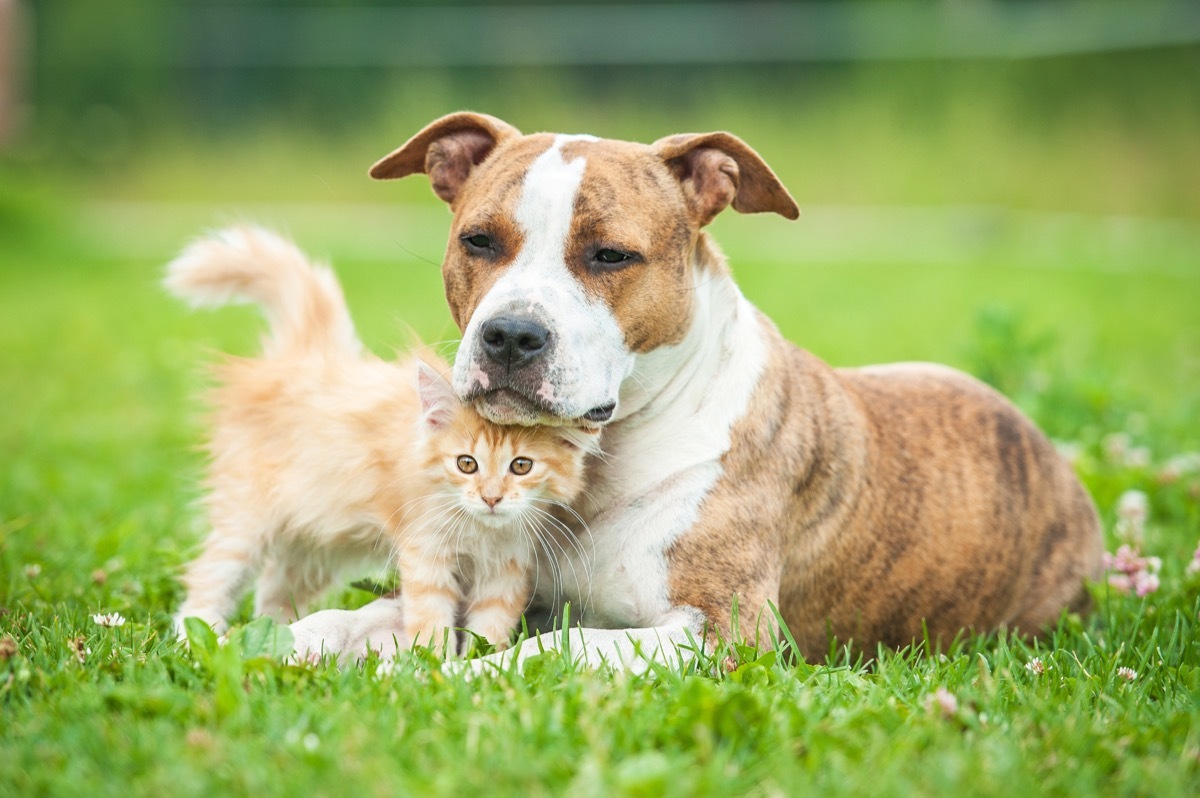 Dog using a cat as a headrest