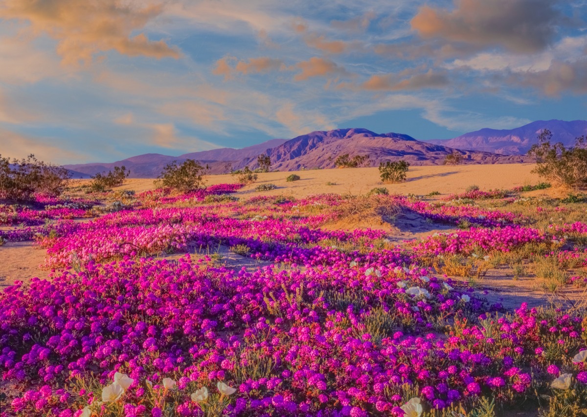 anza borrego state park