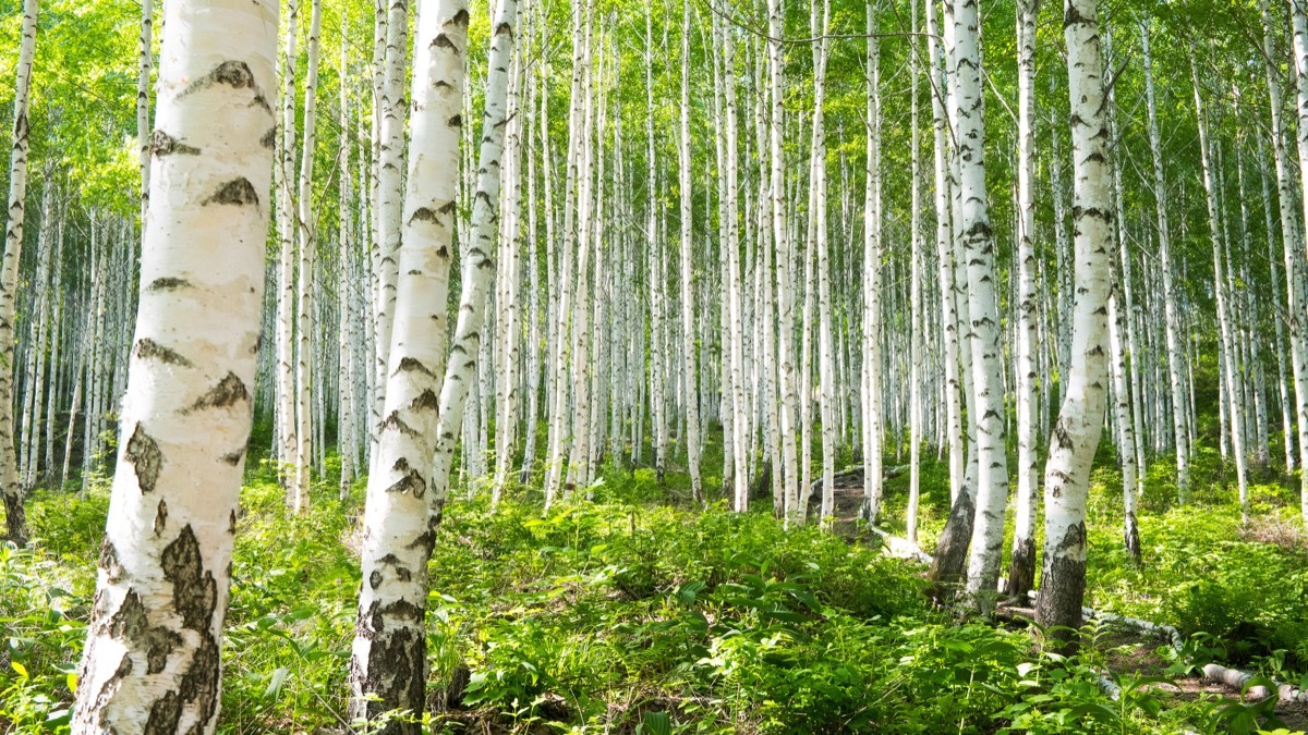 birch tree forest, most common street names