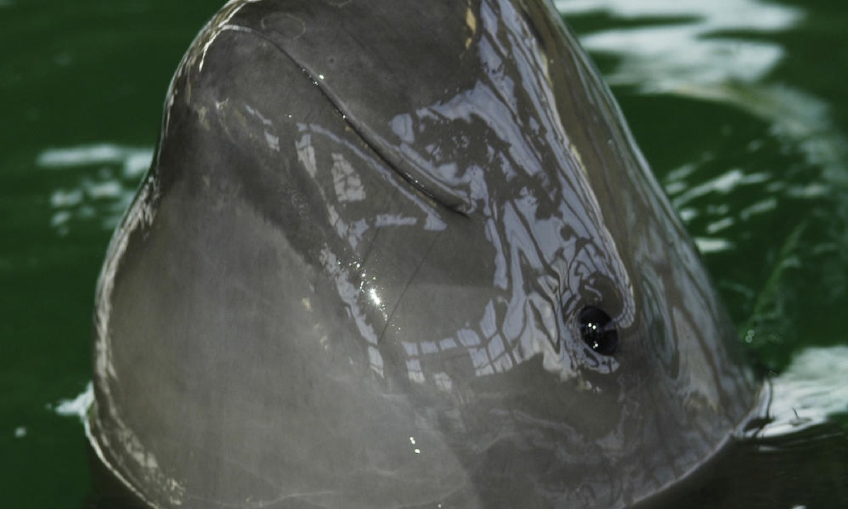 Yangtze Finless Porpoise