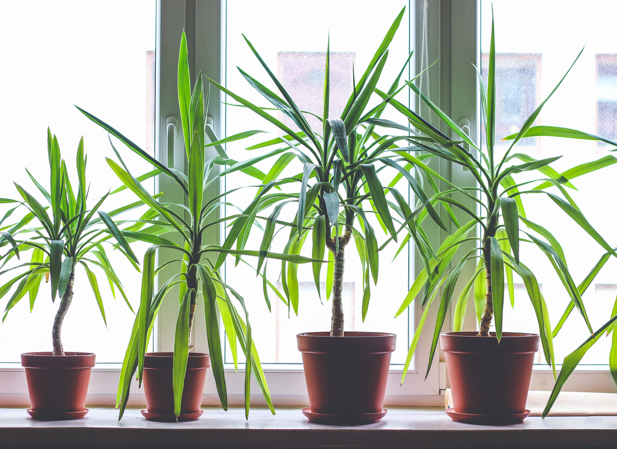 Four dragon tree indoor plants in flowerpots on window sill