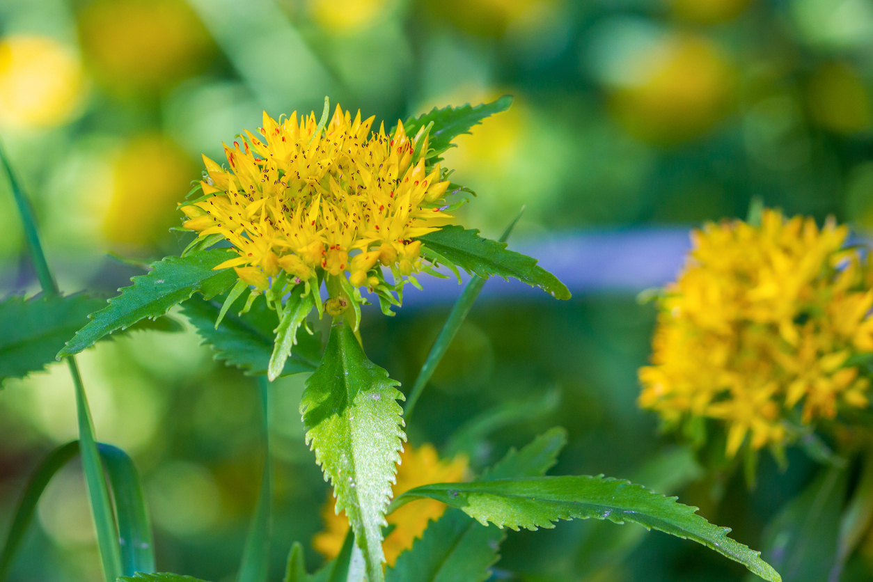 Rhodiola rosea.