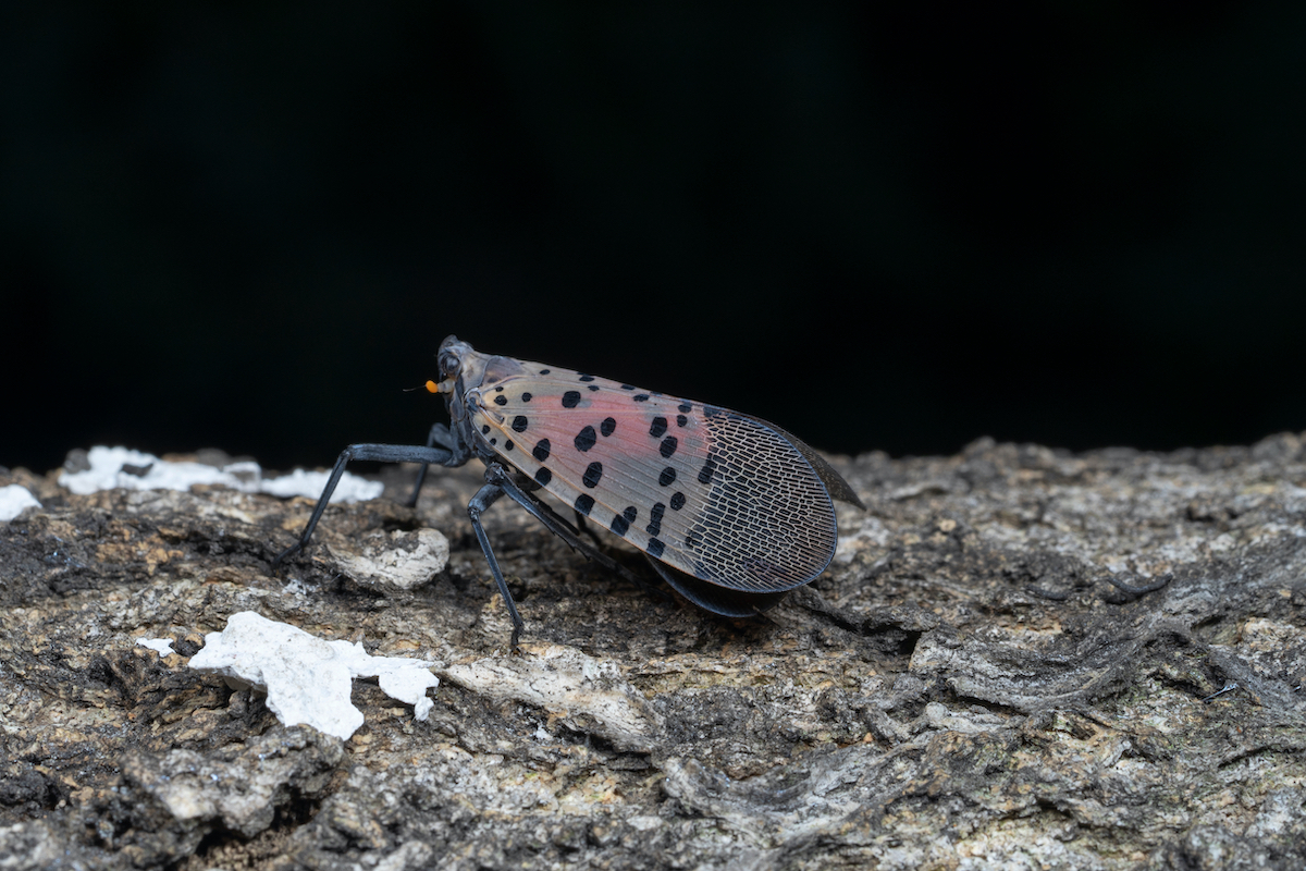 The spotted lanternfly (Lycorma delicatula) is a planthopper 