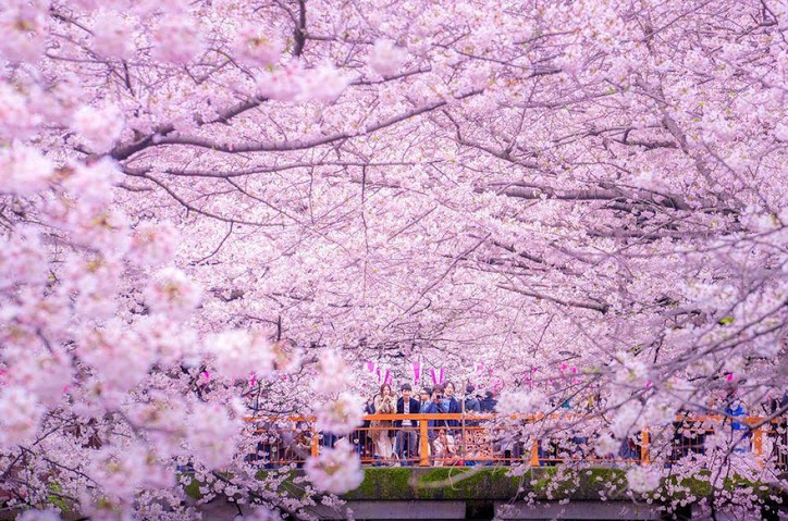 these-photos-of-japanese-cherry-blossoms-are-out-of-this-world-03