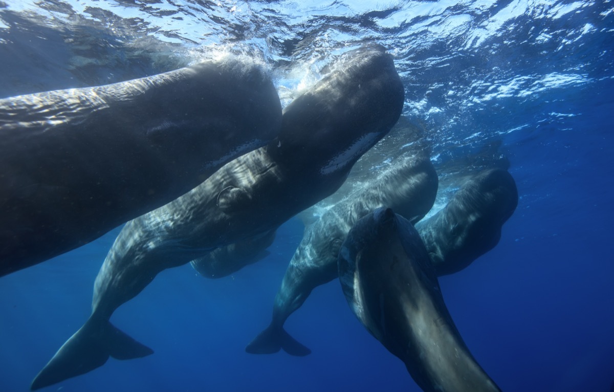 Family of sperm whales underwater