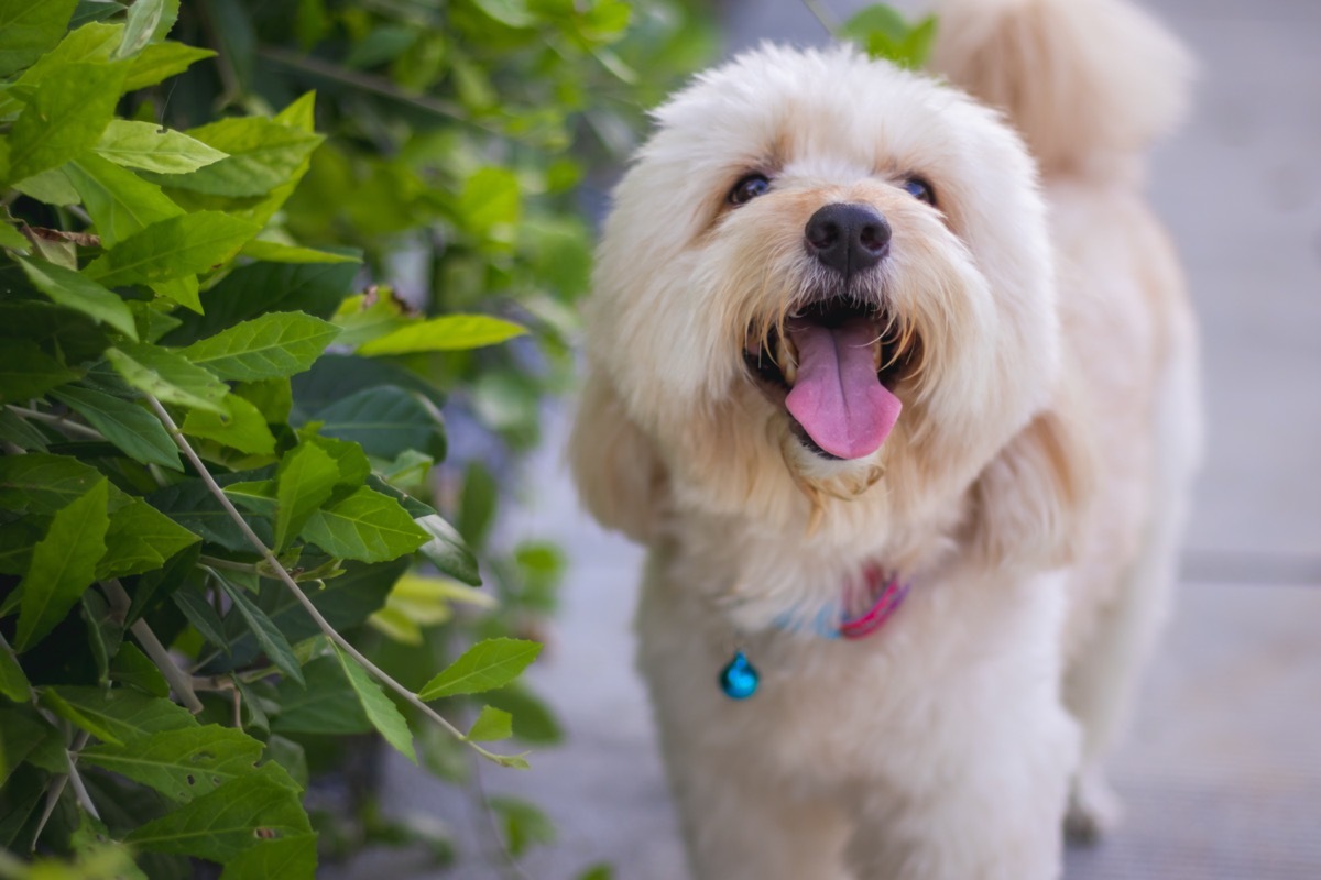 poodle terrier mix