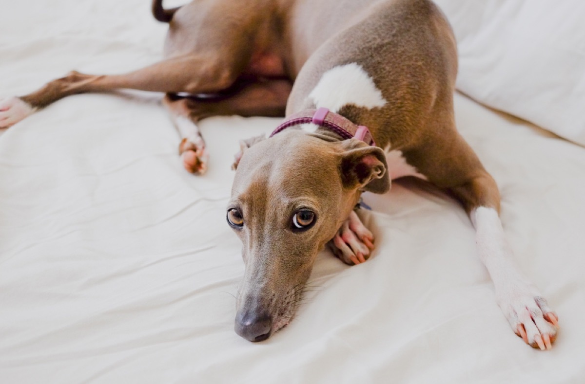 greyhound resting on bed and looking up at owner