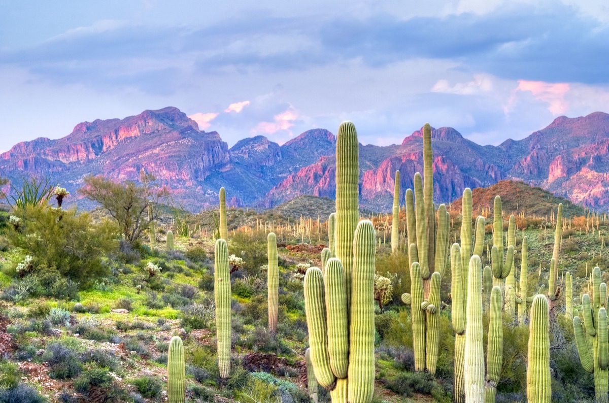 Sonoran Desert