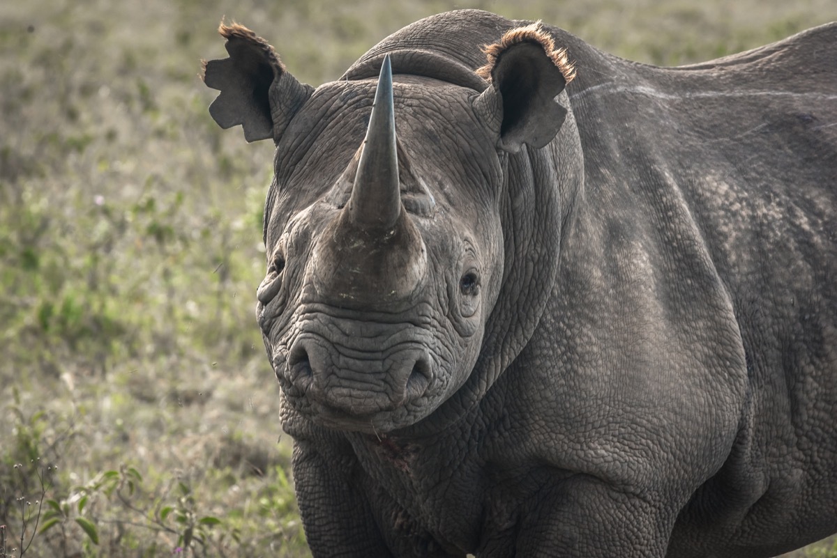 black rhino