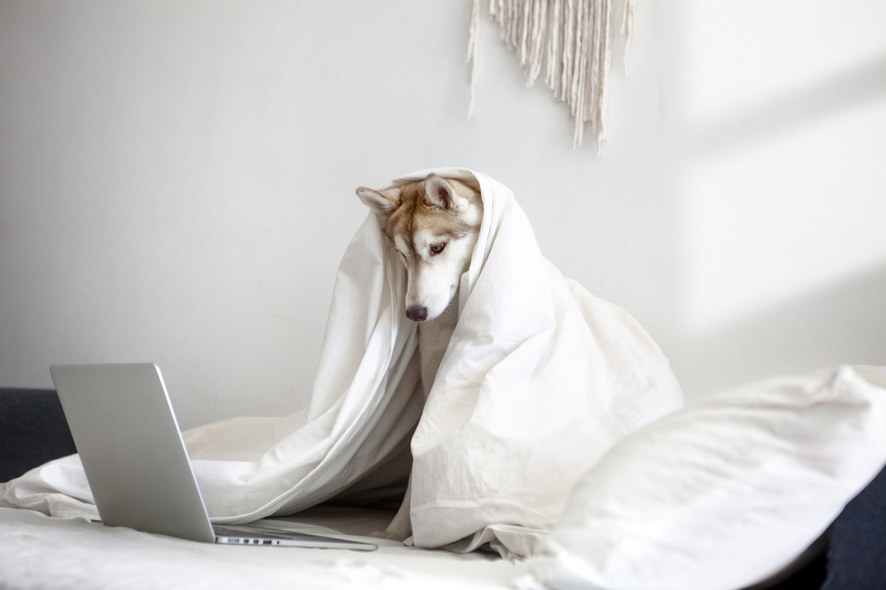 Dog uses laptop while lying in bed