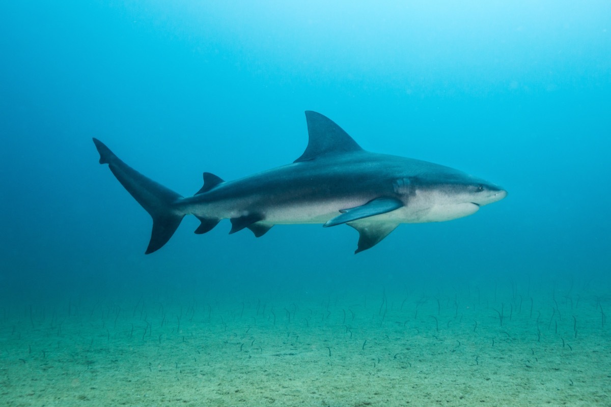 bull shark