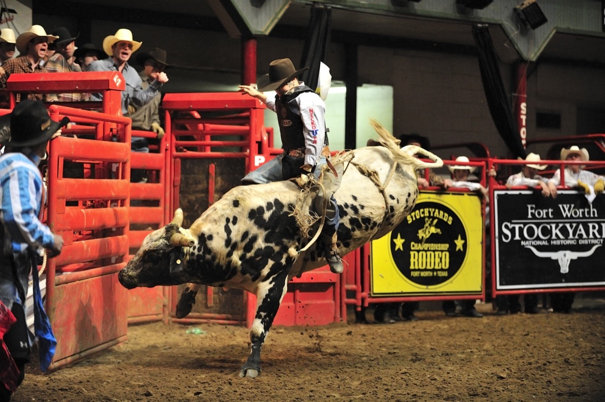 a texas cowboy at a rodeo