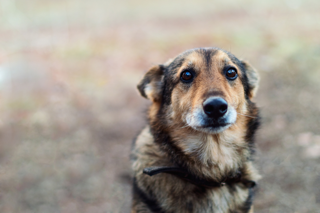 dog lonely and depressed