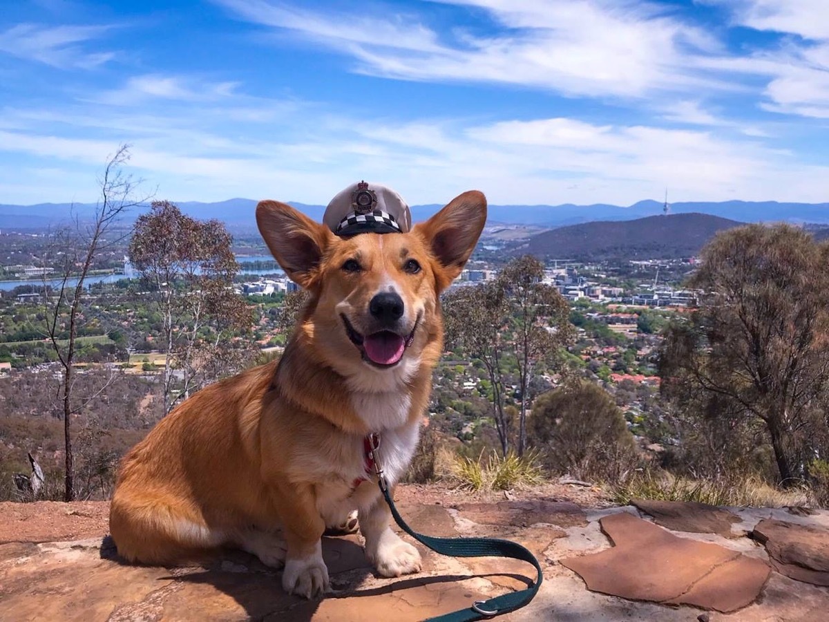 Burt Australian Federal Police adorable police animals