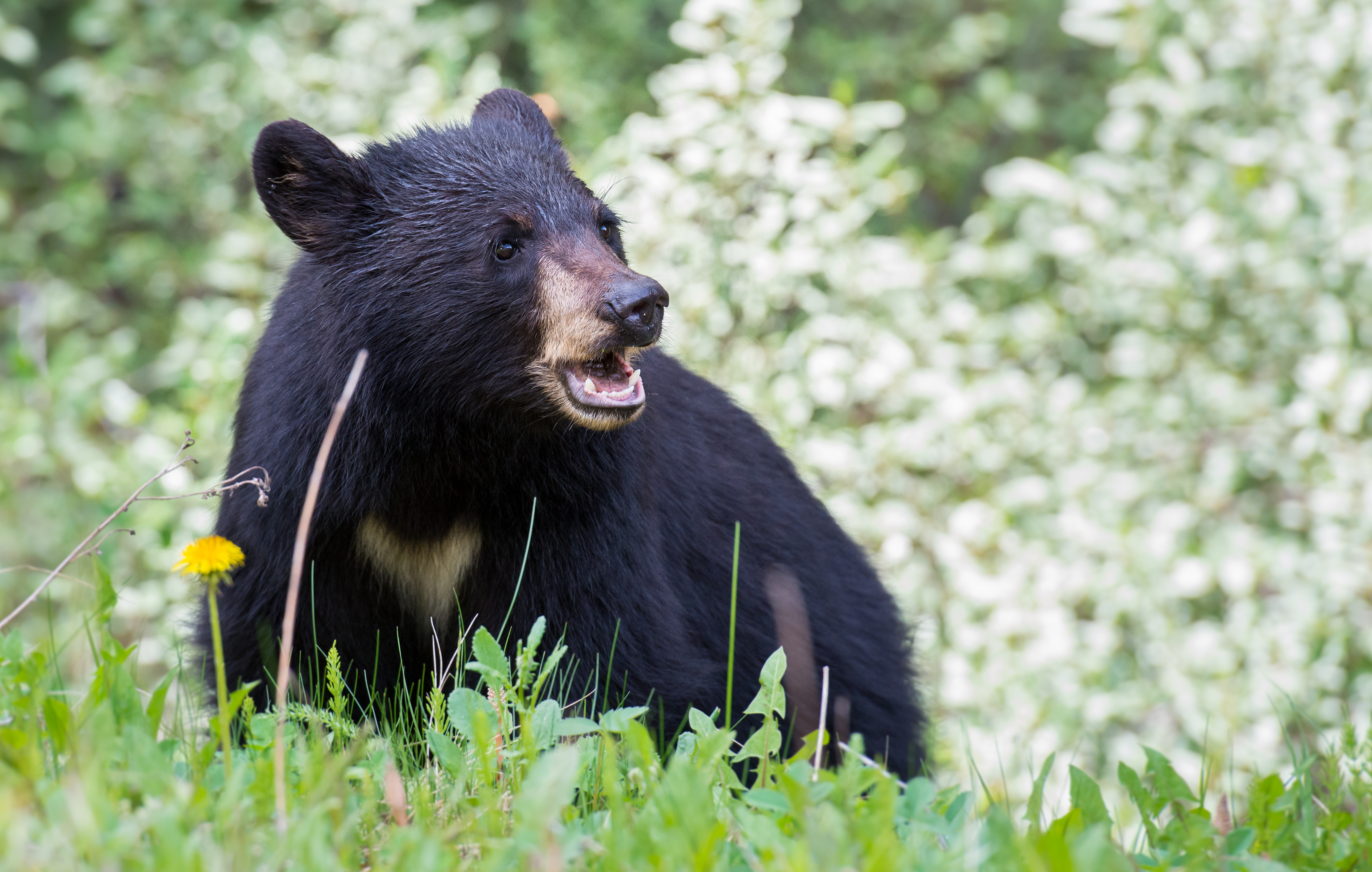 Black bear in field