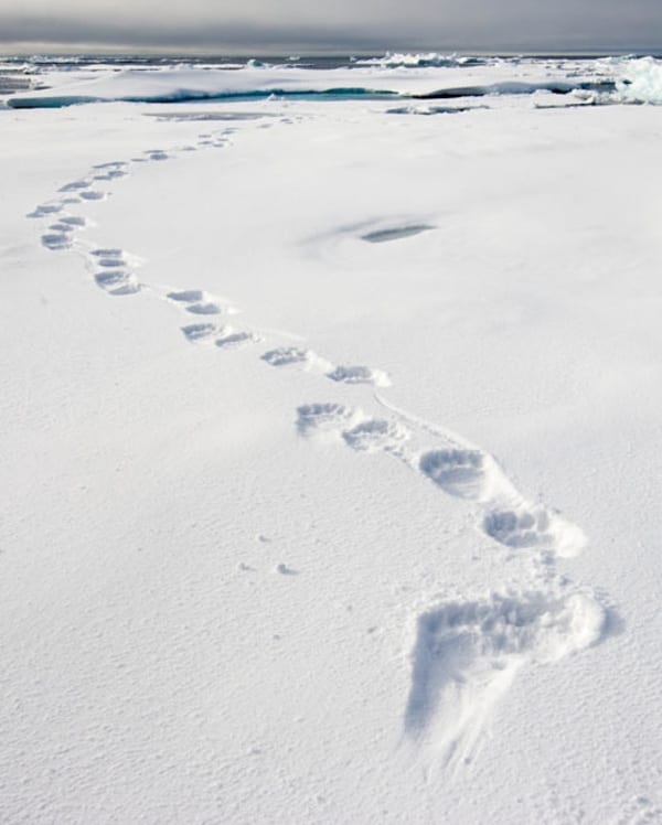 Polar bear tracks in snow