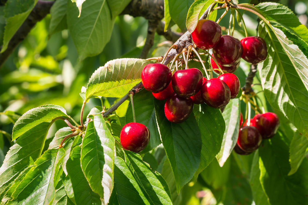 sunlit ripe stella cherries hanging on cherry tree branch in cherry orchard