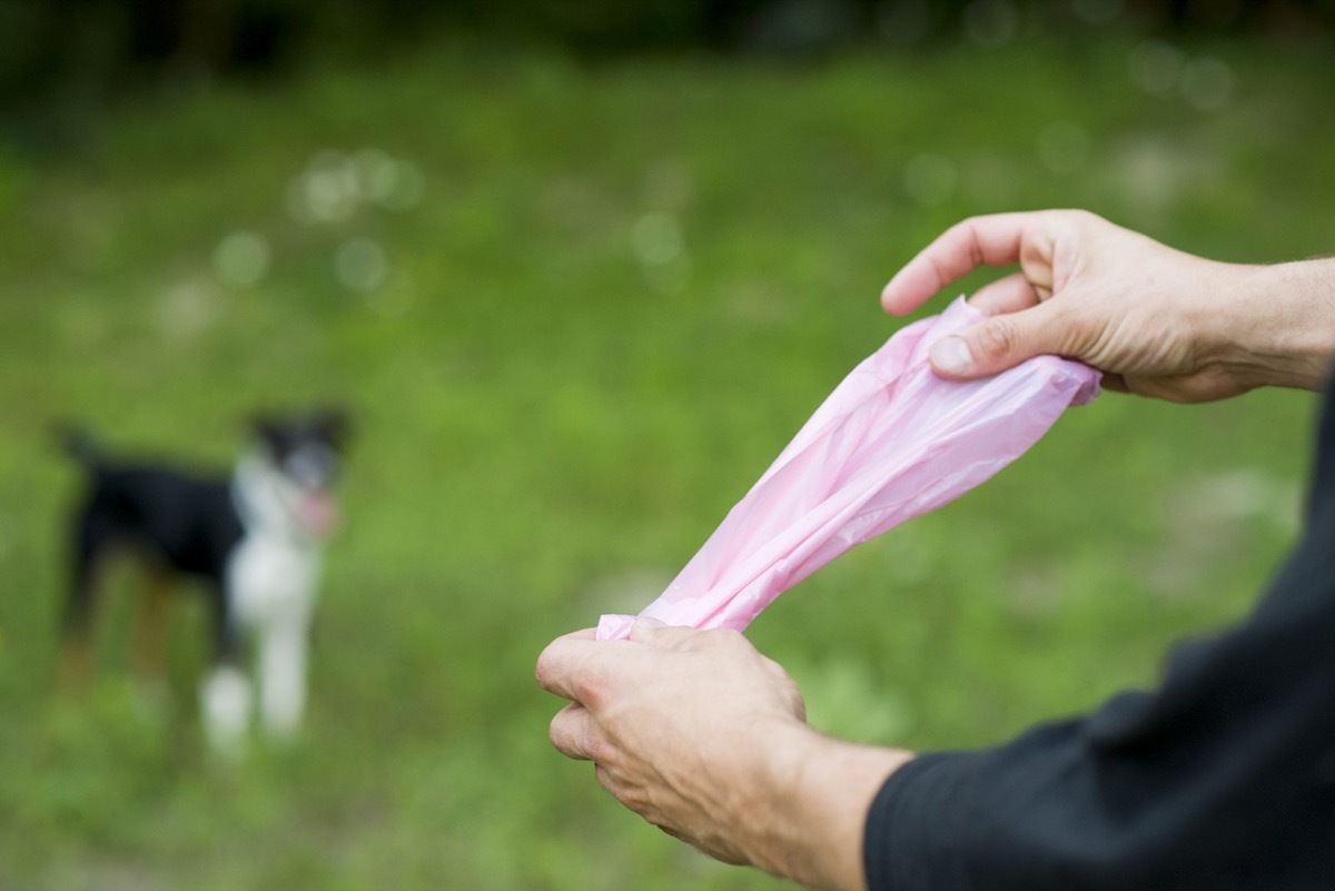 Closeup of anonymous pet owner's hands as he unrolls a pink plastic bag in order to pick up his dog's poop at the dog park.