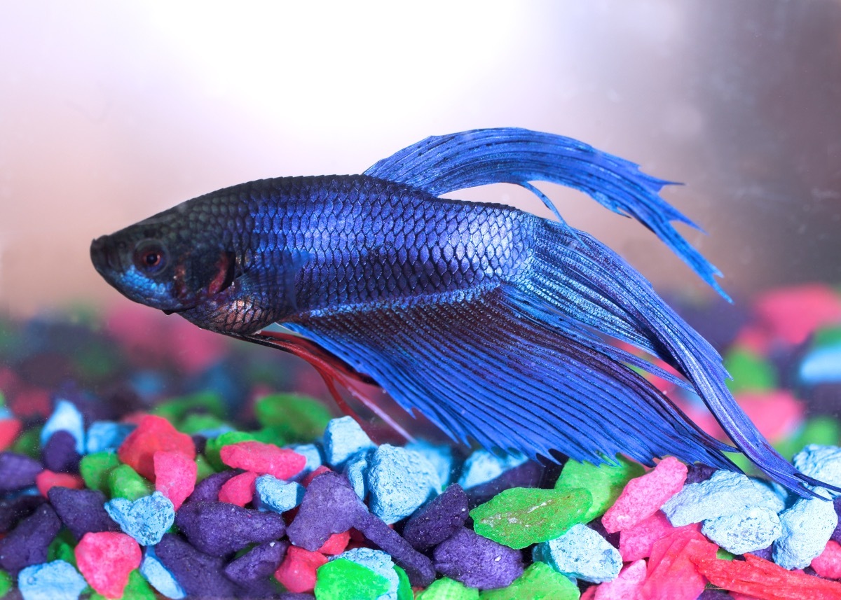 blue betta fish (also known as a siamese fighting fish) swimming over colourful aquarium gravel